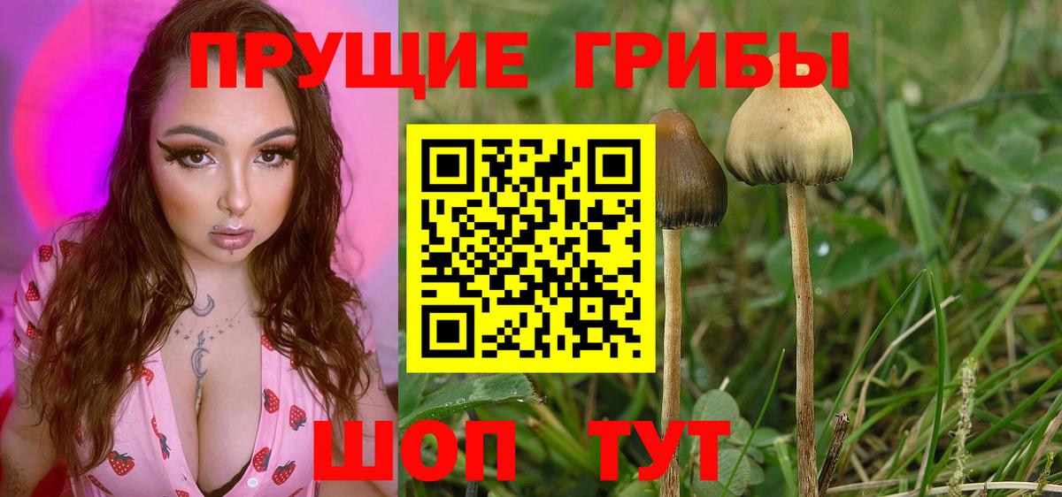 Златоуст  Галлюциногенные грибы GOLDEN TEACHER  Вход с VPN  Псилоцибиновые грибы GOLDEN TEACHER 